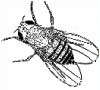 Drosophila