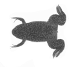 Xenopus
