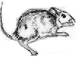 M. musculus